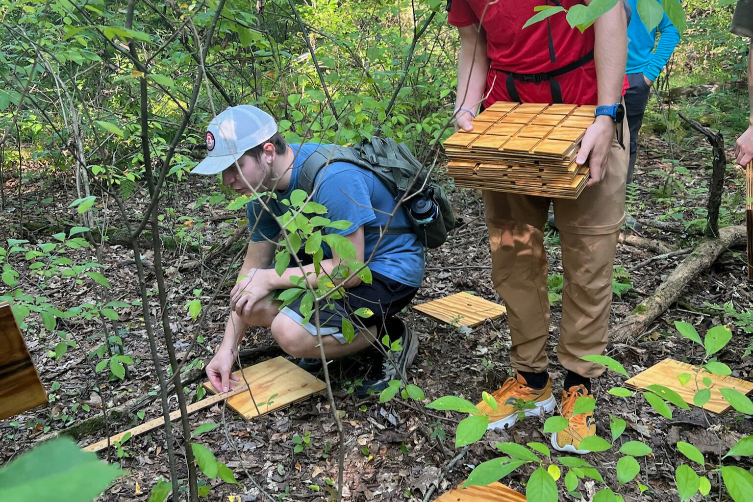 Students placing microhabitats, termed artificial cover objects (ACOs), on the forest floor.